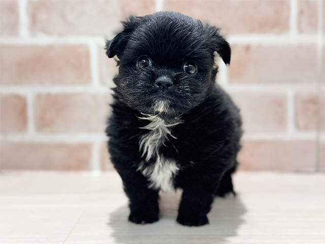 ペキニーズミックス