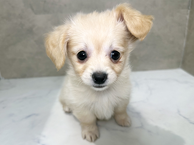 福岡県のチワックス(チワワ×ダックス) (ペッツファースト福津店/2025年10月19日生まれ/女の子/イエロー)の子犬の1枚目の画像