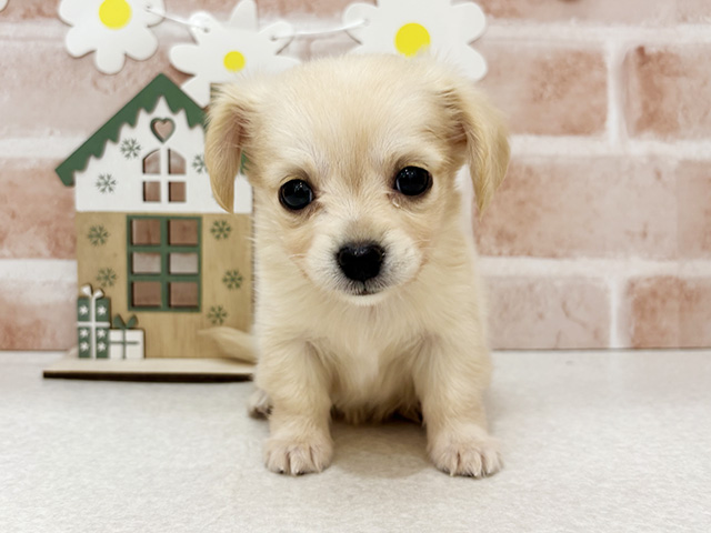 東京都のチワックス(チワワ×ダックス) (ペッツファーストお台場店/2025年10月19日生まれ/女の子/イエロー)の子犬の1枚目の画像