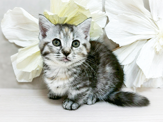 東京都のマンチカン (ペッツファースト恵比寿店/2025年10月17日生まれ/女の子/シルバーパッチドタビー)の子猫の1枚目の画像