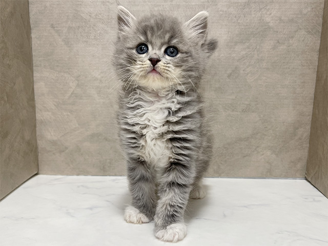 東京都のラガマフィン (ペッツファースト池袋店/2025年10月21日生まれ/男の子/ブルータビーホワイト)の子猫