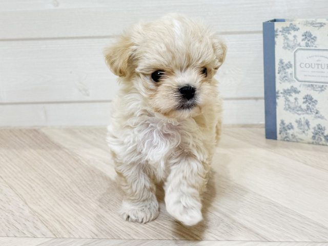 愛知県のマルプー(マルチーズ×プードル) (ペッツファースト岡崎店/2025年10月22日生まれ/男の子/アプリコット)の子犬の1枚目の画像