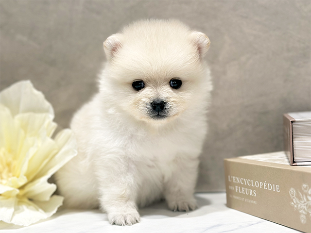東京都のポメラニアン (ペッツファースト代官山店/2025年10月22日生まれ/女の子/クリーム)の子犬の1枚目の画像
