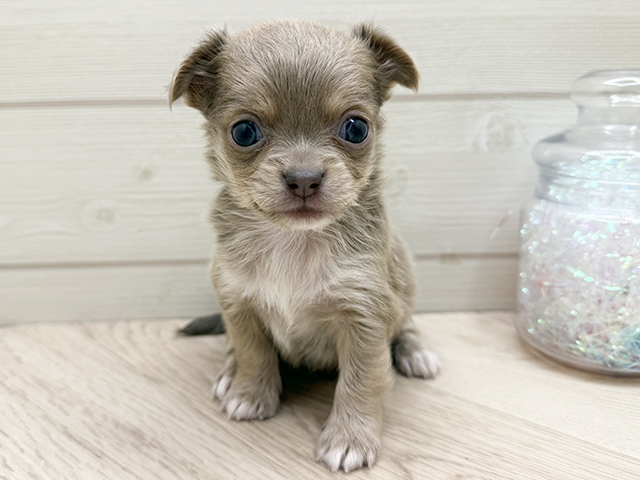 東京都のチワワ(ロング) (ペッツファースト渋谷店/2025年10月22日生まれ/男の子/イザベラホワイト)の子犬の1枚目の画像