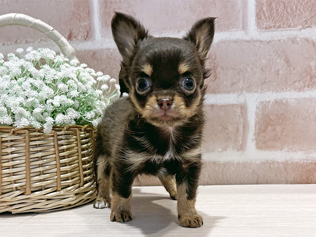 神奈川県のチワワ(ロング) (ペッツファースト横浜元町店/2025年10月22日生まれ/男の子/チョコレートタンホワイト)の子犬の1枚目の画像