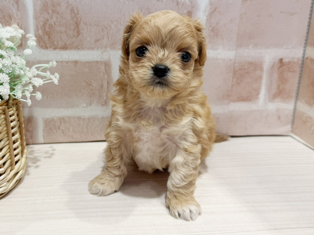 チワプー, 性別 男の子, 誕生日 2025/10/21, 毛色 アプリコットホワイト, 出身 東京都, 店舗 横浜元町店(神奈川県), お問い合わせ番号 2508389