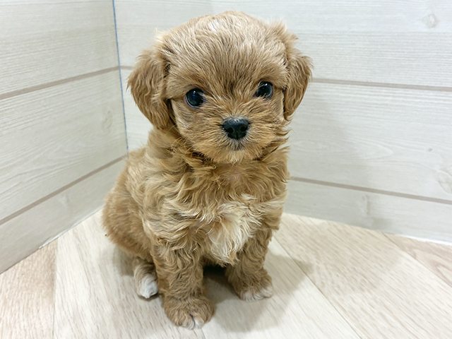 埼玉県のチワプー/プーチー(チワワ×プードル) (ペッツファーストカインズ浦和美園店/2025年10月21日生まれ/女の子/アプリコットホワイト)の子犬