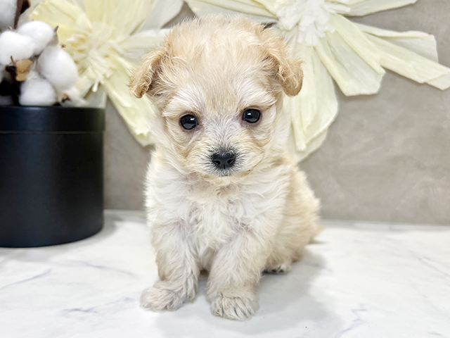 兵庫県のマルプー(マルチーズ×プードル) (ペッツファースト神戸三宮センター街店/2025年10月21日生まれ/女の子/アプリコット)の子犬