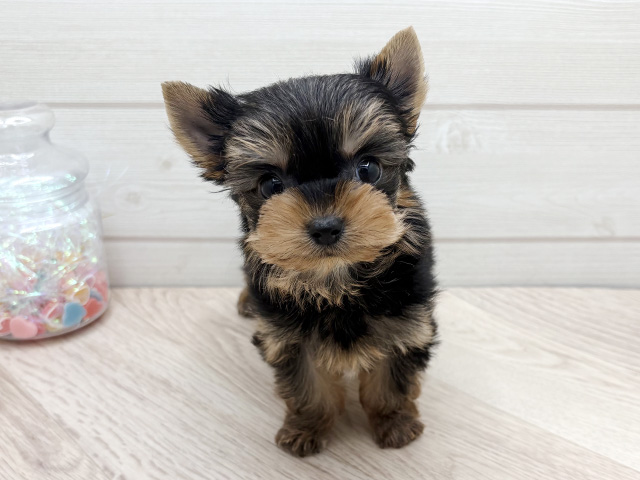 東京都のヨークシャーテリア (ペッツファースト渋谷店/2025年10月22日生まれ/女の子/スチールブルータン)の子犬の1枚目の画像