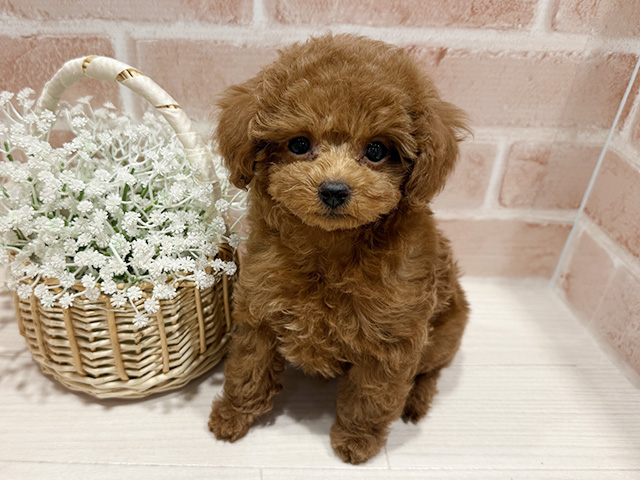 東京都のトイプードル(トイ) (ペッツファースト町田店/2025年10月20日生まれ/男の子/レッド)の子犬の1枚目の画像