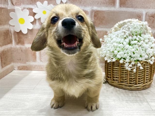 福岡県のハーフ犬・ミックス犬 (ペッツファースト筑紫野店/2025年10月22日生まれ/女の子/レッド)の子犬の1枚目の画像