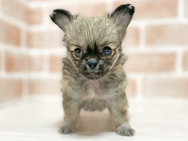 大阪府のチワペキ/ペキチー/ペキチワ(チワワ×ペキニーズ) (ペッツファースト高槻店/2025年10月22日生まれ/男の子/フォーン)の子犬の1枚目の画像
