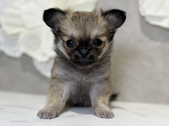 東京都のチワペキ/ペキチー/ペキチワ(チワワ×ペキニーズ) (ペッツファースト下北沢店/2025年10月22日生まれ/男の子/フォーン)の子犬の1枚目の画像