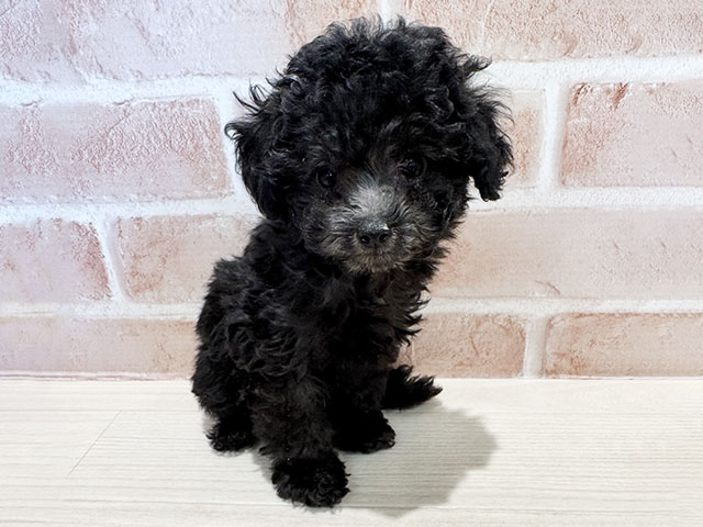 神奈川県のトイプードル(トイ) (ペッツファースト秦野店/2025年10月18日生まれ/女の子/シルバー)の子犬の1枚目の画像