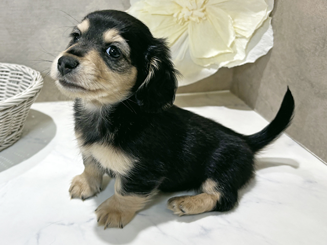 秋田県のカニンヘンダックスフンド(ロング) (ペッツファースト秋田店/2025年10月23日生まれ/男の子/ブラックタン)の子犬の1枚目の画像