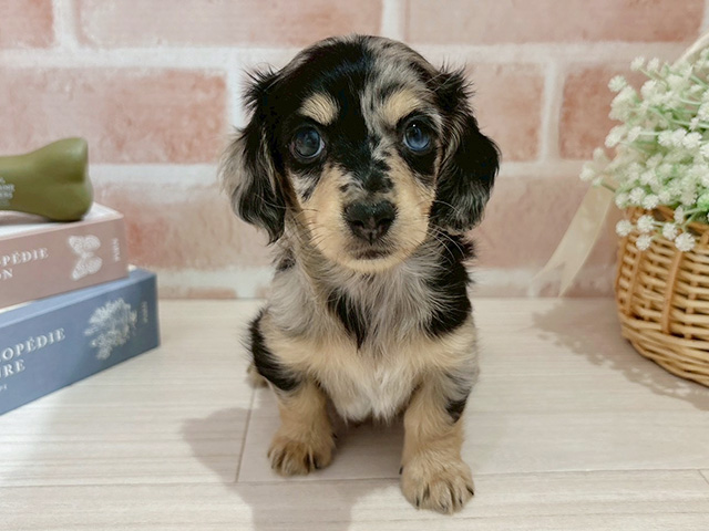 東京都のカニンヘンダックスフンド(ロング) (ペッツファースト自由が丘店/2025年10月23日生まれ/女の子/シルバーダップル)の子犬の1枚目の画像