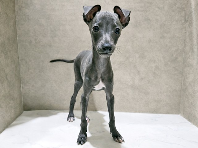 秋田県のイタリアングレーハウンド (ペッツファースト秋田店/2025年10月24日生まれ/男の子/ブルー)の子犬の1枚目の画像