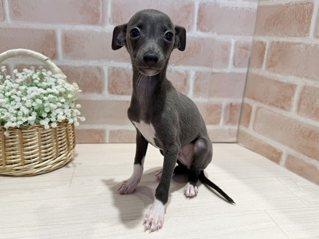 イタリアングレーハウンド, 性別 男の子, 誕生日 2025/10/24, 毛色 ブルー, 出身 宮崎県, 店舗 横浜元町店(神奈川県), お問い合わせ番号 2541826