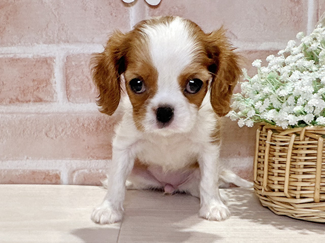 キャバリアキングチャールズスパニエル, 性別 女の子, 誕生日 2025/10/24, 毛色 ブレンハイム, 出身 宮崎県, 店舗 倉敷店(岡山県), お問い合わせ番号 2541827