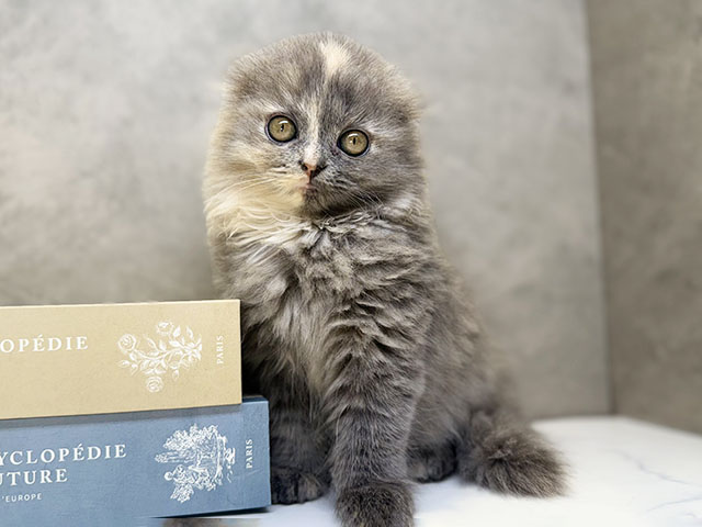 埼玉県のスコティッシュフォールド (ペッツファースト川口店/2025年10月20日生まれ/女の子/ブルーパッチドタビー)の子猫の1枚目の画像