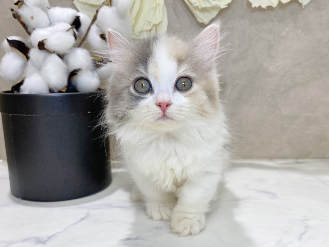 兵庫県のマンチカン (ペッツファースト神戸三宮センター街店/2025年10月22日生まれ/女の子/ダイリュートキャリコ)の子猫の1枚目の画像