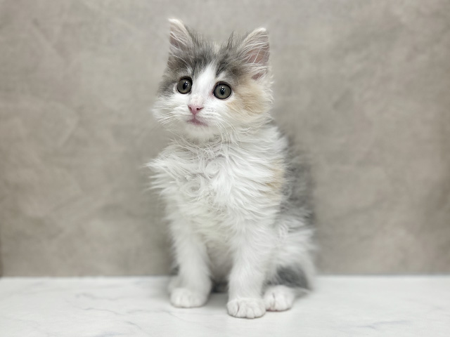 東京都のノルウェージャンフォレストキャット (ペッツファースト池袋店/2025年10月20日生まれ/女の子/ダイリュートキャリコ)の子猫