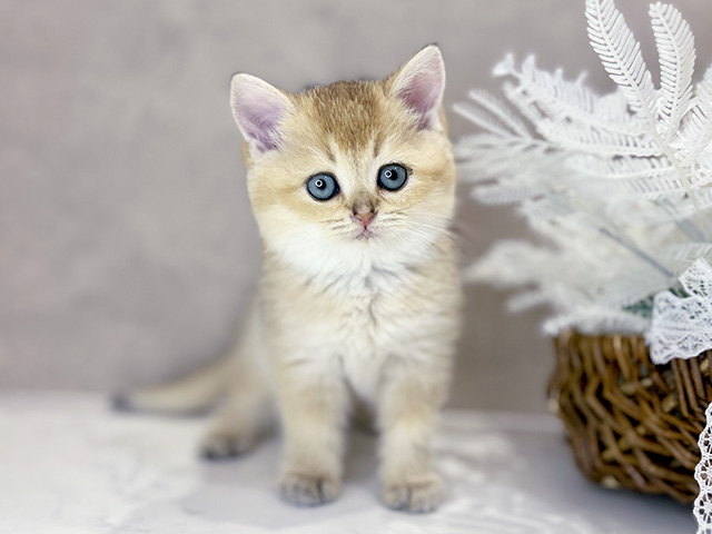 ブリティッシュ(ショートヘア), 性別 女の子, 誕生日 2025/10/19, 毛色 シェーデットゴールデン, 出身 岐阜県, 店舗 茶屋町店(大阪府), お問い合わせ番号 2554099