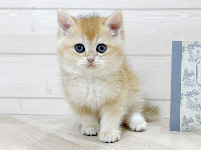 ブリティッシュ