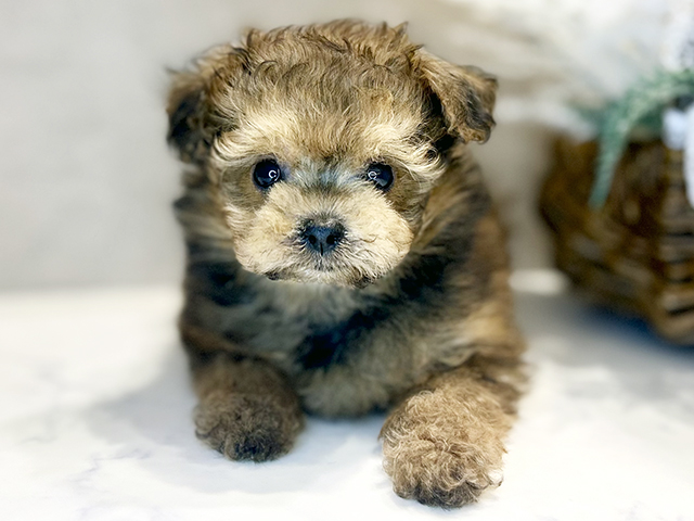 大阪府のポメプー(ポメラニアン×プードル) (ペッツファースト茶屋町店/2025年10月22日生まれ/女の子/オレンジ)の子犬