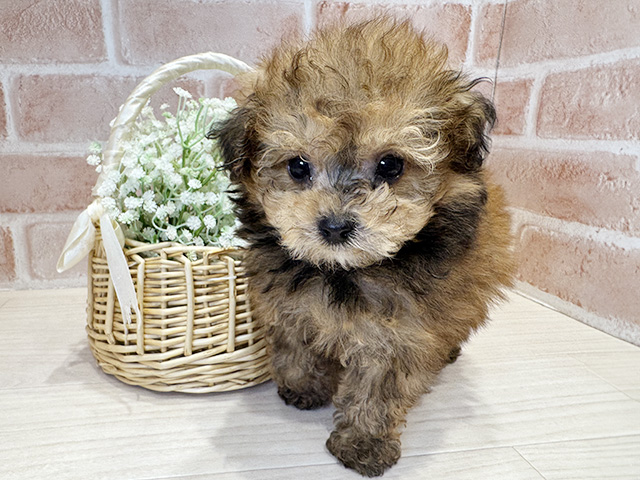 大阪府のポメプー(ポメラニアン×プードル) (ペッツファースト北心斎橋店/2025年10月22日生まれ/男の子/オレンジ)の子犬の1枚目の画像