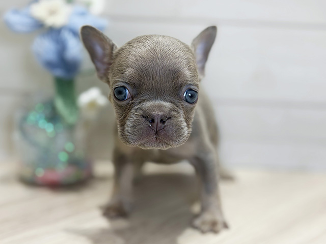 大阪府のフレンチブルドッグ (ペッツファーストららぽーと門真店/2025年10月21日生まれ/男の子/イザベラタン)の子犬の1枚目の画像