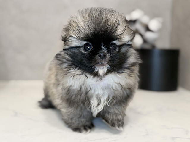 東京都のペキポメ/ポメペキ(ペキニーズ×ポメラニアン) (ペッツファーストららぽーと立川立飛店/2025年10月22日生まれ/男の子/フォーン)の子犬の1枚目の画像