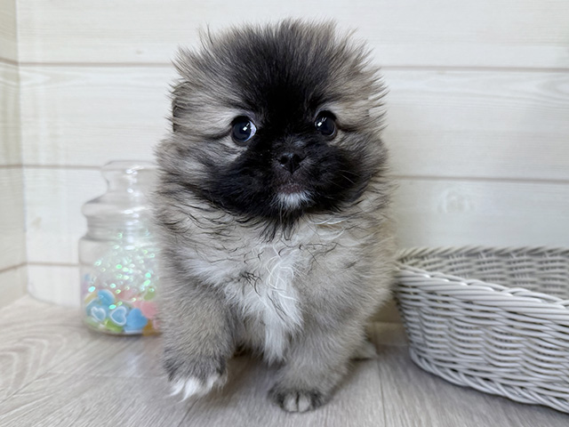 愛知県のペキポメ/ポメペキ(ペキニーズ×ポメラニアン) (ペッツファースト大高店/2025年10月22日生まれ/女の子/フォーン)の子犬