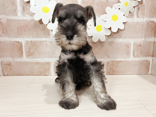 ミニチュアシュナウザー