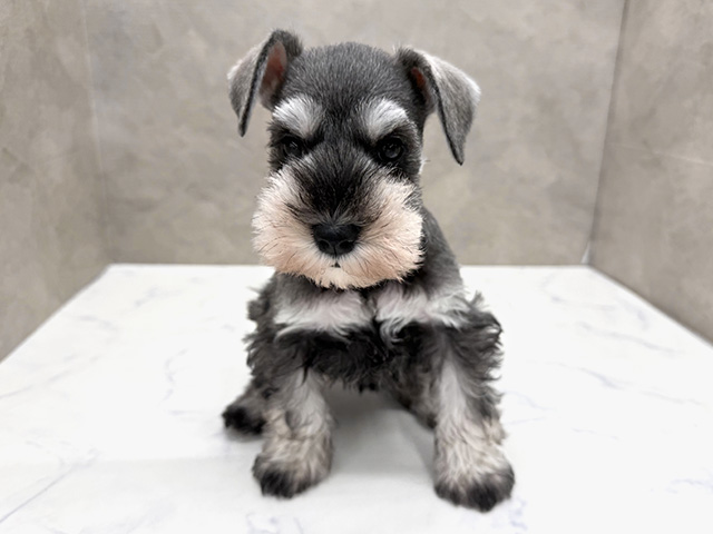 ミニチュアシュナウザー