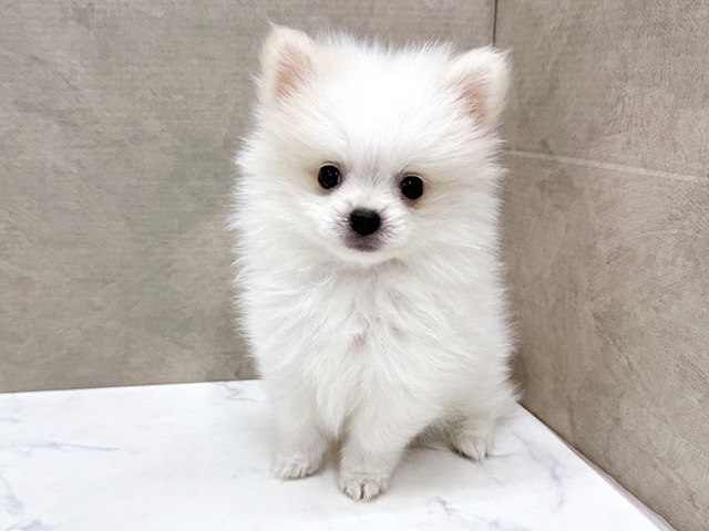 東京都のハーフ犬・ミックス犬 (ペッツファースト八王子多摩美大前店/2025年10月22日生まれ/男の子/クリームホワイト)の子犬の1枚目の画像