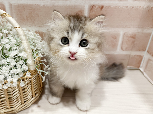 東京都のラガマフィン (ペッツファースト町田店/2025年10月23日生まれ/男の子/ブルーシルバータビーホワイト)の子猫の1枚目の画像