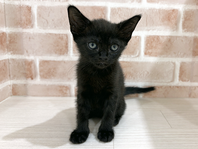 ボンベイ, 性別 男の子, 誕生日 2025/10/23, 毛色 ブラック, 出身 埼玉県, 店舗 for cats横浜元町店(神奈川県), お問い合わせ番号 2508414