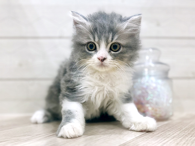 東京都のラガマフィン (ペッツファースト吉祥寺サンロード店/2025年10月19日生まれ/男の子/ブルータビーホワイト)の子猫の1枚目の画像