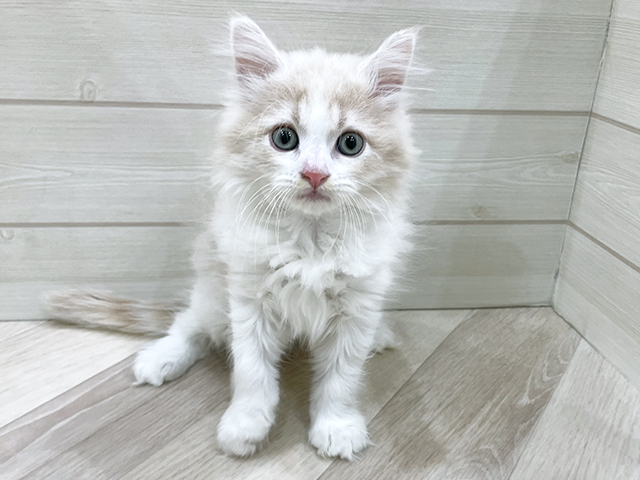 東京都のサイベリアン (ペッツファースト荻窪店/2025年10月23日生まれ/男の子/クリームタビーホワイト)の子猫