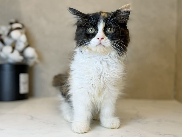 東京都のラガマフィン (ペッツファーストららぽーと立川立飛店/2025年10月23日生まれ/女の子/キャリコ)の子猫の1枚目の画像