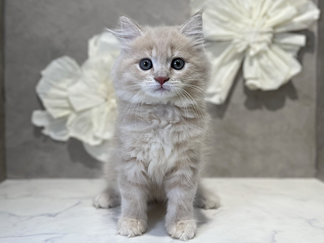 東京都のサイベリアン (ペッツファースト下北沢店/2025年10月16日生まれ/男の子/クリームタビー)の子猫の1枚目の画像