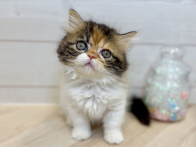神奈川県のミヌエット (ペッツファースト川崎店/2025年10月23日生まれ/女の子/キャリコ)の子猫
