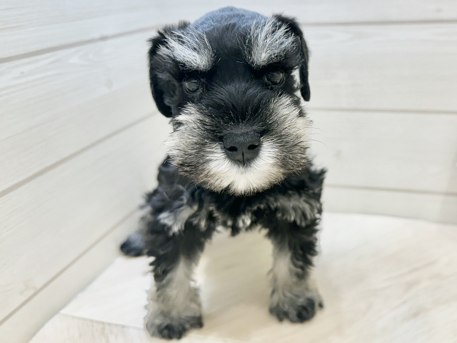 広島県のミニチュアシュナウザー (ペッツファースト広島府中店/2025年10月23日生まれ/男の子/ブラックシルバー)の子犬の1枚目の画像