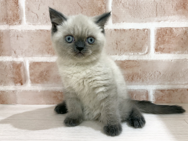 ブリティッシュ(ショートヘア), 性別 女の子, 誕生日 2025/10/23, 毛色 ブルーポイント, 出身 静岡県, 店舗 for cats横浜元町店(神奈川県), お問い合わせ番号 2508436