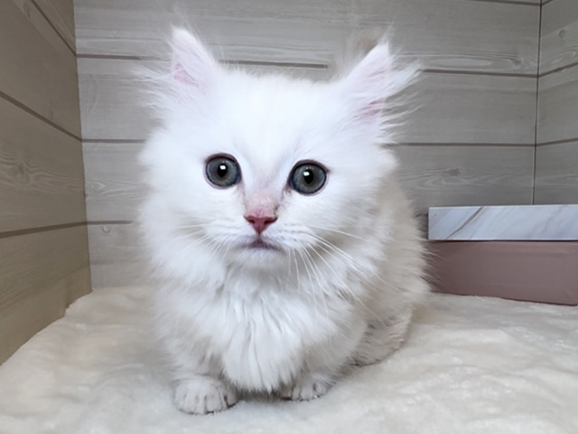 東京都のマンチカン (ペッツファースト麻布十番店/2025年10月16日生まれ/男の子/シェーデットカメオ)の子猫の1枚目の画像