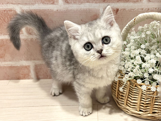 東京都のブリティッシュショートヘアー (ペッツファースト町田店/2025年10月21日生まれ/男の子/シルバータビー)の子猫の1枚目の画像