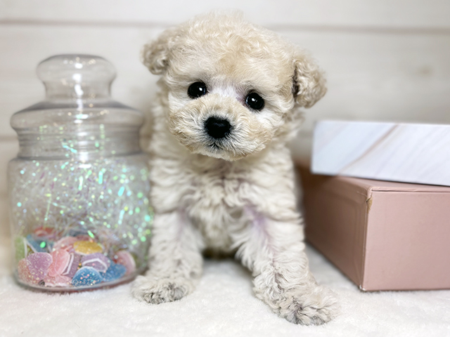 東京都のトイプードル(ティーカップ) (ペッツファースト麻布十番店/2025年10月23日生まれ/男の子/クリーム)の子犬の1枚目の画像