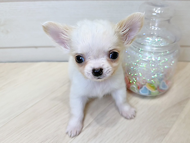 広島県のチワワ(ロング) (ペッツファースト広島府中店/2025年10月23日生まれ/男の子/クリームホワイト)の子犬の1枚目の画像