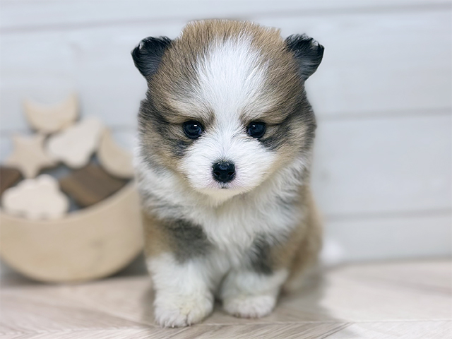 東京都のポメコーギー(ポメラニアン×コーギー) (ペッツファースト吉祥寺本店/2025年10月23日生まれ/男の子/レッドホワイト)の子犬の1枚目の画像